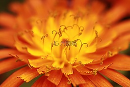 開(kāi)花,花,廠