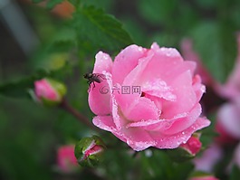 玫瑰,玫瑰綻放,開(kāi)花