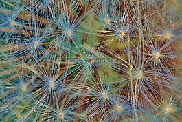 蒲公英,花,性質(zhì)