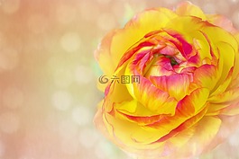 图像,花,开花