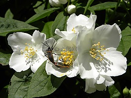 茉莉花,昆蟲交配,bug