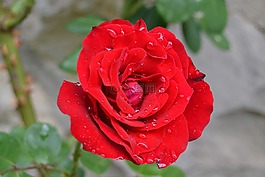 紅玫瑰,花,滴