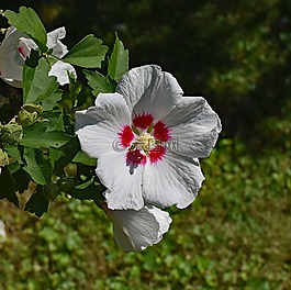 沙仑的玫瑰花,花,开花