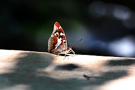 孔雀蝴蝶,蝴蝶,木