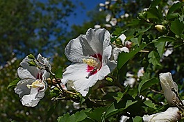 沙仑的玫瑰花,花,开花