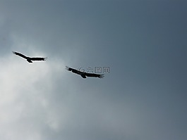 兀鷲,猛禽,鳥