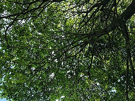 樹,燈罩,葉子