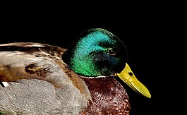 鴨,綠頭鴨,草地