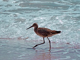 鳥,水,海