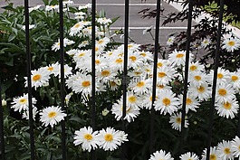 雛菊,花,白
