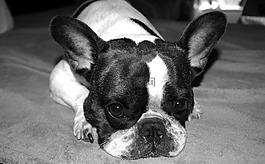 狗,法國斗牛犬,黑色和白色