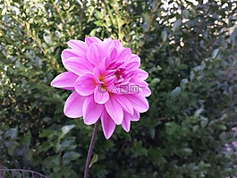 盛開,花,花瓣