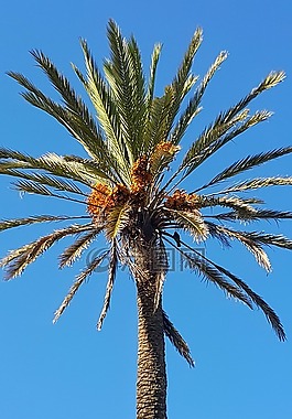 日期棕櫚樹,藍色的天空,摩洛哥