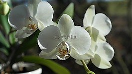 蘭花,白,花