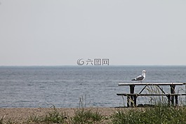 海鷗,鷗,鳥