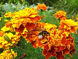 花,性質(zhì),黃