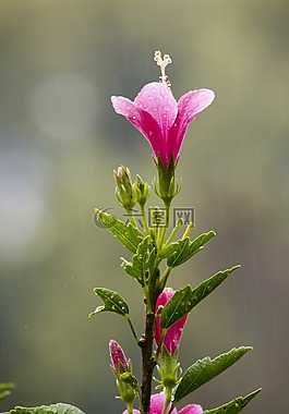 花,粉红色,植物