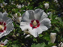 沙仑的玫瑰花,花,开花