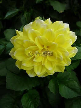 嬌琴紗,黃色,花園