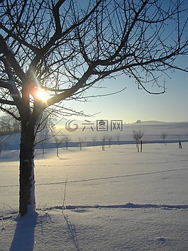 蘋果樹,冬天,雪