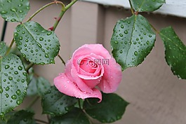 玫瑰,粉紅色,花