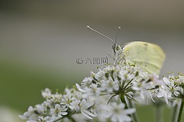 蝴蝶,昆蟲,性質(zhì)