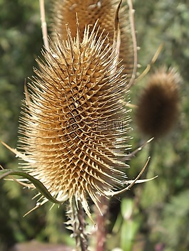 teasle,干,棕色