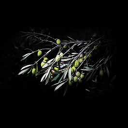 橄欖,維生素,香料