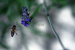 蜜蜂,花,春
