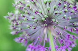 花,春天,廠