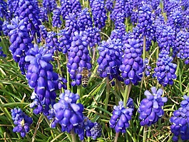 muscari,风信子,鲜花