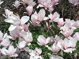 玉蘭,春天,粉紅色