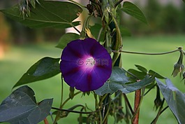 花,夏季,藍(lán)色