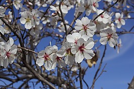 花,杏仁樹,性質(zhì)