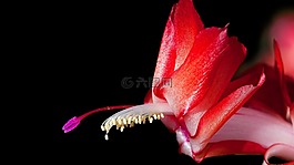 花,自然,植物區(qū)系