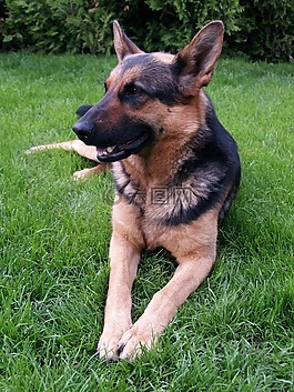狗,動物,德國牧羊犬
