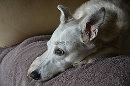 惠比特犬,狗,寵物