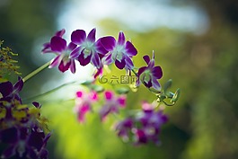 花,花園,蘭花