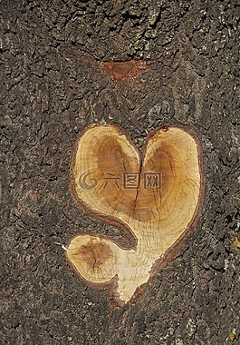 杏仁樹,心,性質(zhì)