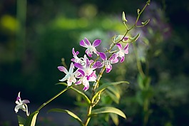 花,花園,蘭花