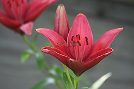 黃花菜,花,百合