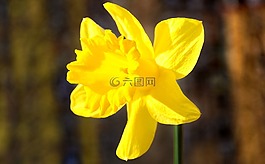 喇叭花,春天,黃色花