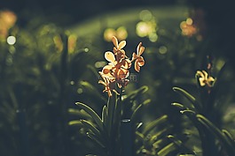 花,花園,蘭花