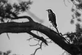 烏鴉,鳥,鴉雀