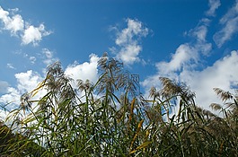 蘆葦,云,天空
