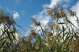 蘆葦,云,天空