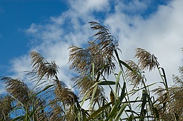 蘆葦,云,天空