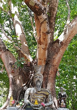 樹,隱士,牧師