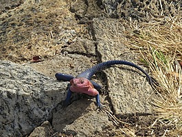 蜥蜴,爬行動物,動物