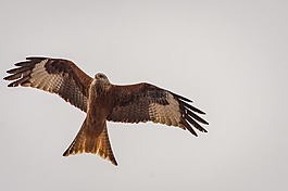 米蘭,猛禽,鷙鳥